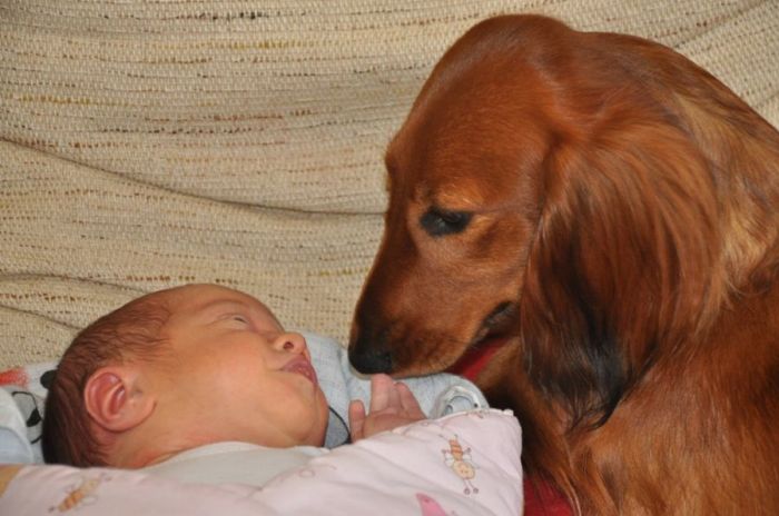 Dziecko i pies jamnik 1 tydz.�. Hani